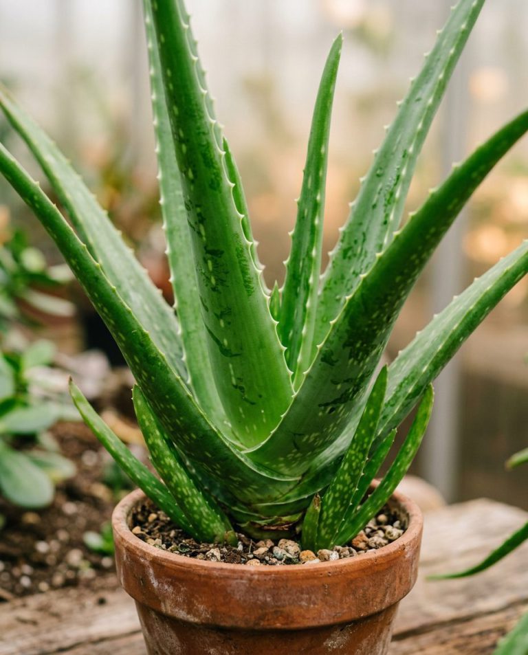 Aloe Vera Care: How to Grow and Use This Versatile Plant — foliage and plant health, botanical portrait