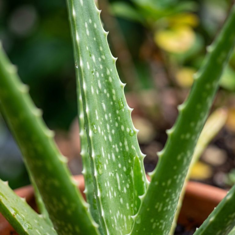 Aloe Vera Care: How to Grow and Use This Versatile Plant — botanical close-up, details and varieties