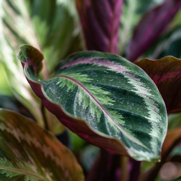 Calathea : entretien, arrosage et conseils pour cette belle plante d'intérieur — gros plan botanique, détails et variétés