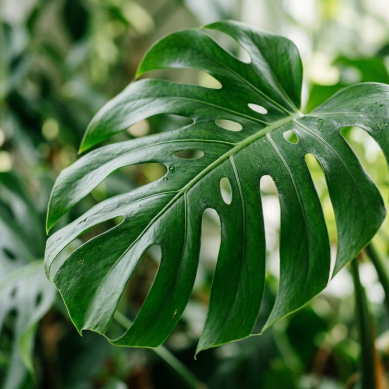 Monstera Plant Care: Complete Growing Guide for 2026 — botanical close-up, details and varieties