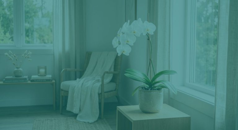 Orchidée : guide complet pour l'entretien et la faire refleurir — photo principale, plante au Canada