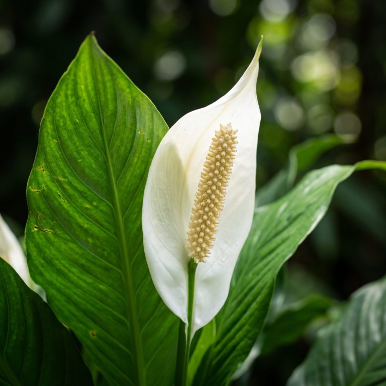 Peace Lily Care: Complete Guide to Growing Spathiphyllum — botanical close-up, details and varieties