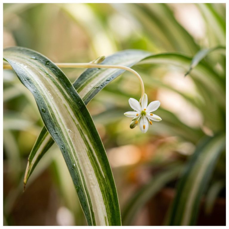 Plante araignée : entretien facile et conseils de multiplication — gros plan botanique, détails et variétés