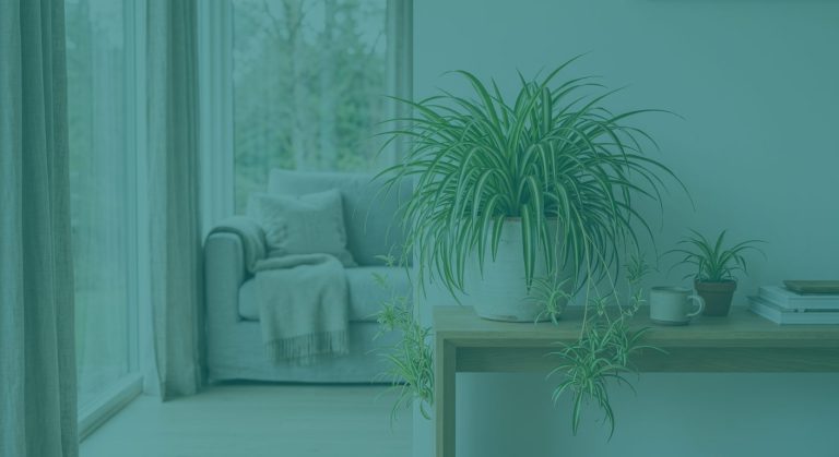 Plante araignée : entretien facile et conseils de multiplication — photo principale, plante au Canada