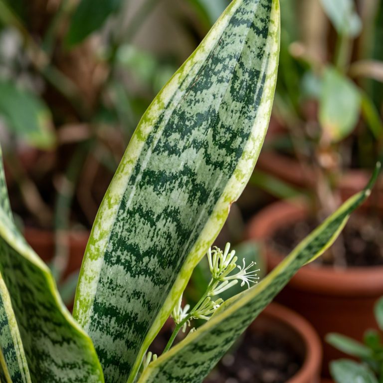 Sansevieria (langue de belle-mère) : entretien et arrosage — gros plan botanique, détails et variétés
