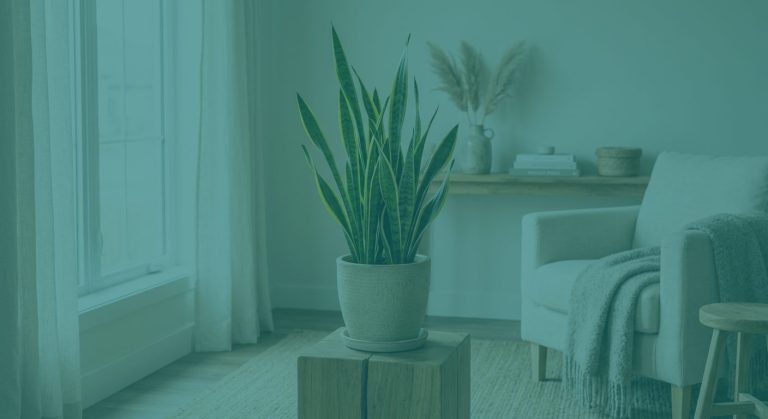 Sansevieria (langue de belle-mère) : entretien et arrosage — photo principale, plante au Canada