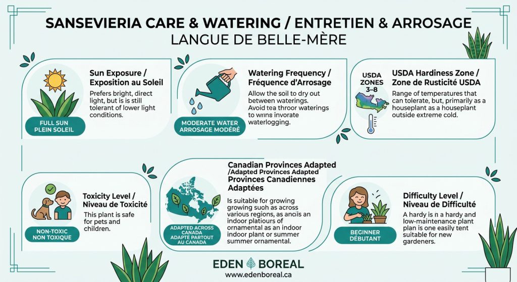 Sansevieria (langue de belle-mère) : entretien et arrosage — infographie soins et zones de rusticité