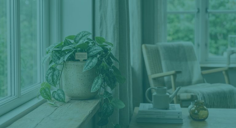 Scindapsus : entretien, arrosage et conseils de culture — photo principale, plante au Canada