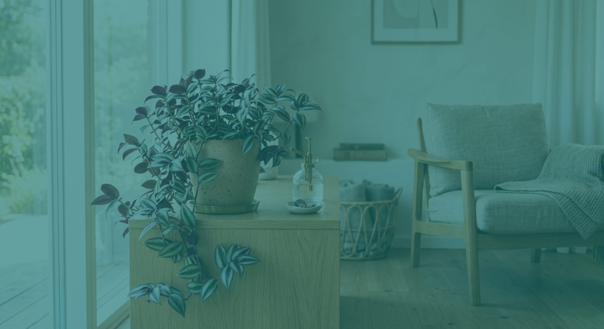 Tradescantia : culture, entretien et multiplication en pot