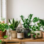 10 plantes faciles à bouturer pour débuter sa collection gratuitement