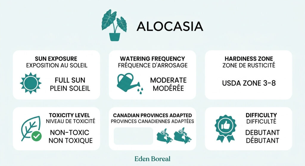 Alocasia — infographie soins et zones de rusticité