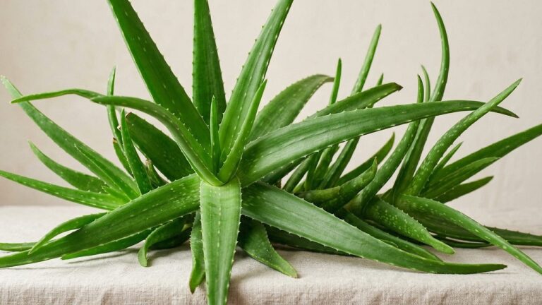 Aloe Vera Care: How to Grow and Use This Versatile Plant - foliage and plant health, botanical portrait