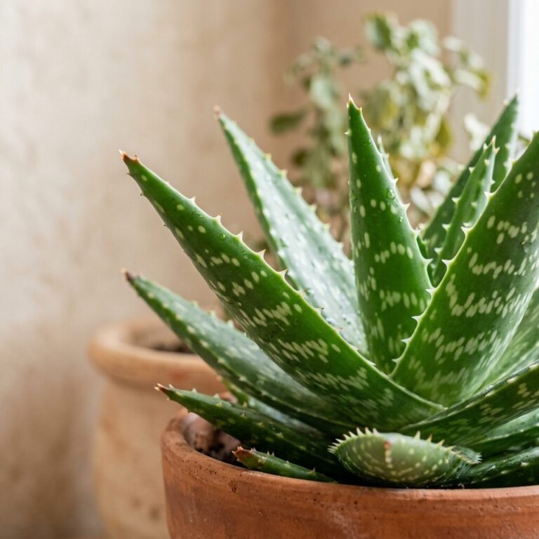 Aloe Vera - Guide d'entretien complet pour jardiniers canadiens — gros plan botanique, détails et variétés