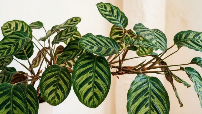 Calathea Complete Indoor Care Guide - foliage and plant health, botanical portrait