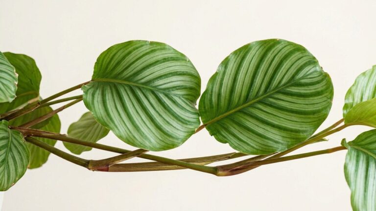 Calathea : entretien et culture en appartement — feuillage et santé de la plante, portrait botanique