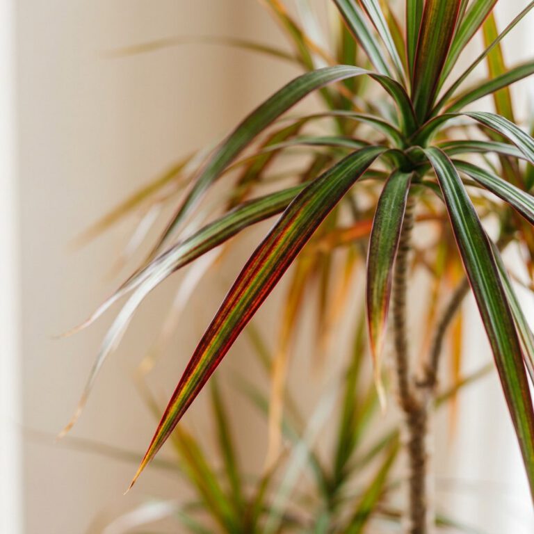 Dracaena : guide d'entretien facile pour cette plante tropicale — gros plan botanique, détails et variétés