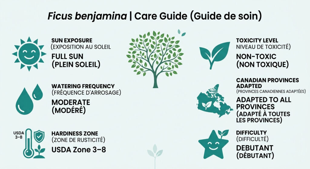 Ficus benjamina - infographie soins et zones de rusticité