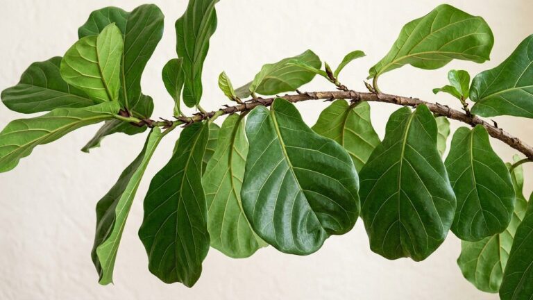 Fiddle Leaf Fig Care: Expert Tips for a Thriving Ficus Lyrata - foliage and plant health, botanical portrait