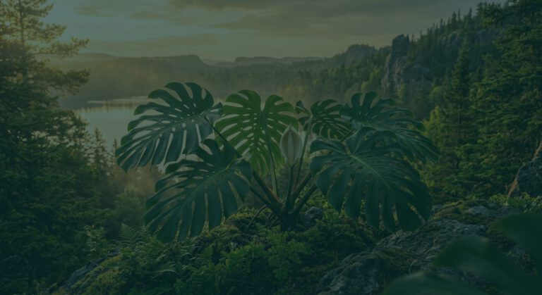 Monstera : guide d'entretien complet pour une plante majestueuse — photo principale, plante au Canada