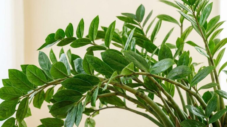 ZZ Plant Care: The Ultimate Low-Maintenance Houseplant Guide - foliage and plant health, botanical portrait