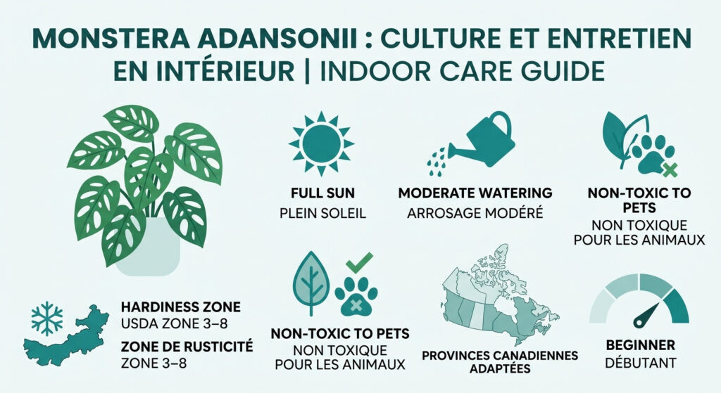Monstera Adansonii : culture et entretien en intérieur — infographie soins et zones de rusticité