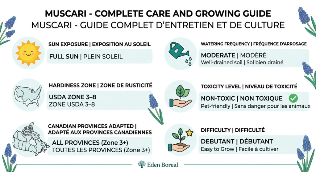 Muscari - Complete Care and Growing Guide — care & hardiness zone infographic