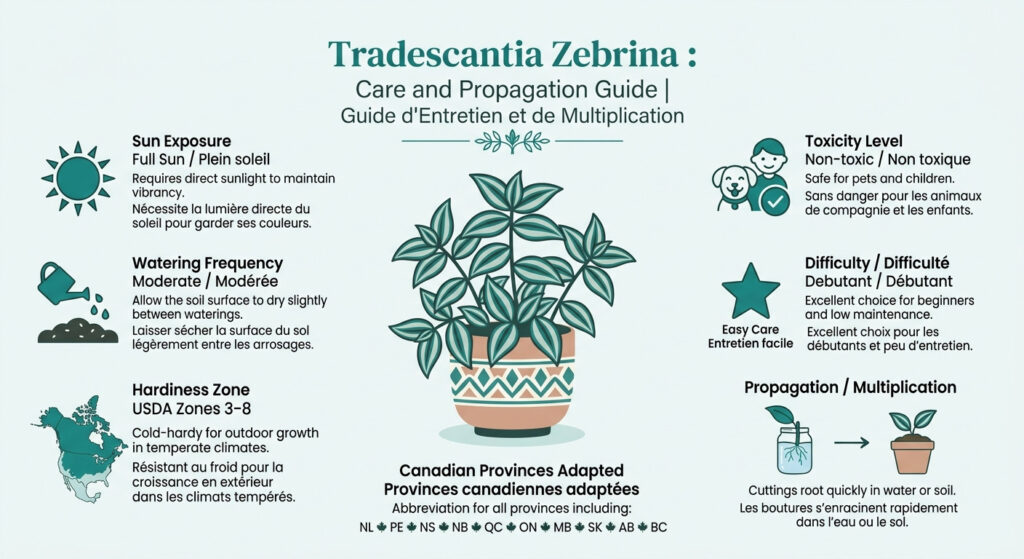 Tradescantia Zebrina : Care and Propagation Guide — care & hardiness zone infographic